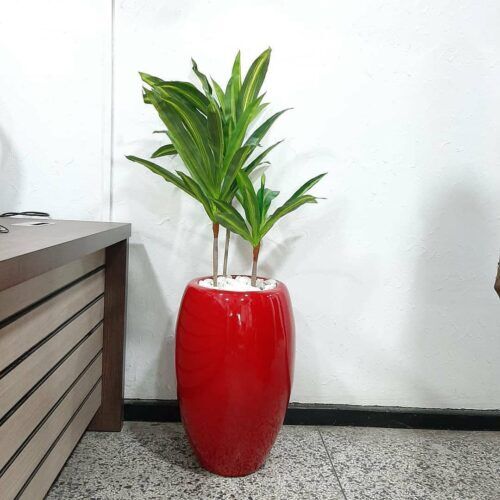 Decorative plants for homes Lagos