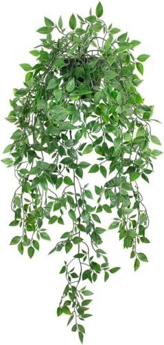 Hanging fern plants Lagos Nigeria