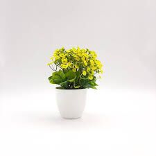 Shop tabletop plants in Lagos